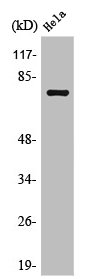 SLCO1A2 Antibody