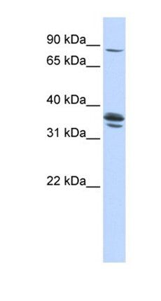 SLCO3A1 antibody
