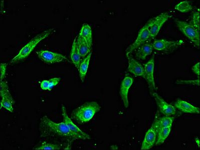 SLFN11 Antibody
