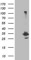 SLFNL1 Antibody