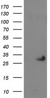 SLFNL1 Antibody