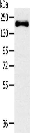 SLIT3 antibody
