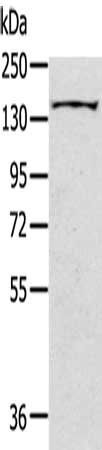 SLIT3 antibody