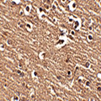 Slitrk1 Antibody