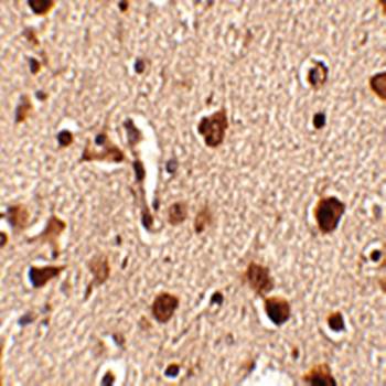 Slitrk4 Antibody