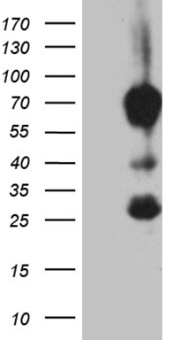 SLU7 Antibody