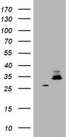 SNAI2 Antibody