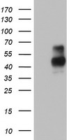 SLUG Antibody