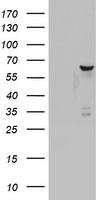 SNAI2 Antibody