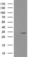 SNAI2 Antibody