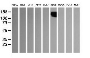 SNAI2 Antibody