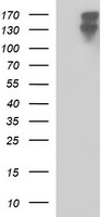 SNAI2 Antibody