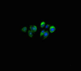 SLURP1 Antibody