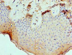 SLURP1 Antibody