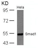 SMAD1 (Ab-465) antibody