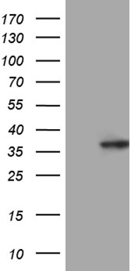 SMAD1 Antibody