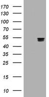 SMAD1 Antibody