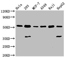 SMAD1 Antibody