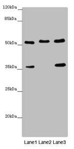 SMAD1 Antibody