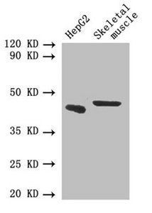 SMAD1 Antibody