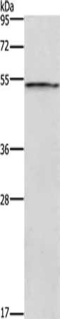 SMAD1 Antibody