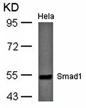 Smad1 (Ab-465) Antibody