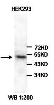SMAD1 Rabbit Polyclonal Antibody