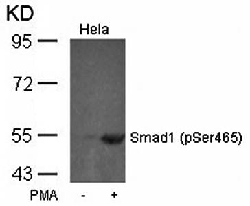 Smad1 (Phospho-Ser465) Antibody