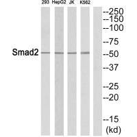 SMAD2 Antibody