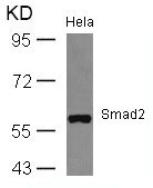 SMAD2 (Ab-467) antibody