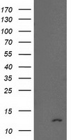 SMAD2 Antibody