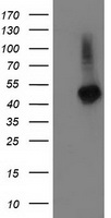 SMAD2 Antibody