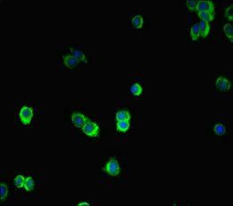 SMAD2 Antibody