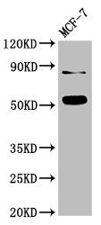 SMAD2 Antibody