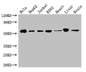 SMAD2 Antibody