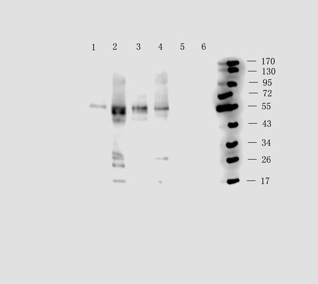 SMAD2 antibody