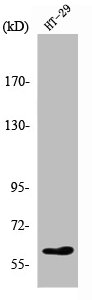 SMAD2 Antibody