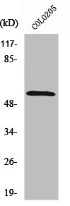 SMAD2 Antibody
