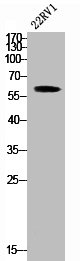 SMAD2 Antibody
