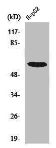 SMAD2 Antibody