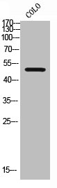 SMAD2 Antibody