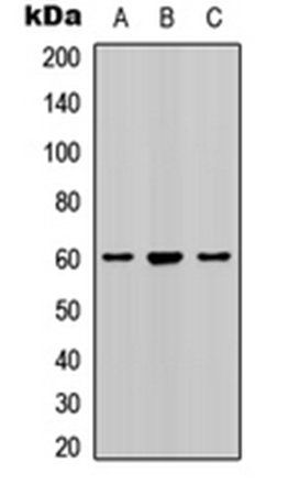 Smad2 (phospho-S467) antibody