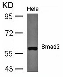 Smad2 (Ab-467) Antibody
