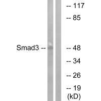 SMAD3 Antibody