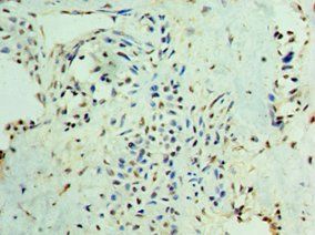 SMAD3 Antibody