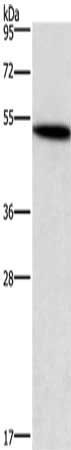 SMAD3 Antibody