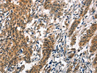 SMAD3 Antibody