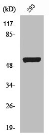 SMAD3 Antibody