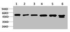 SMAD3 Antibody