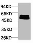 SMAD3 Antibody